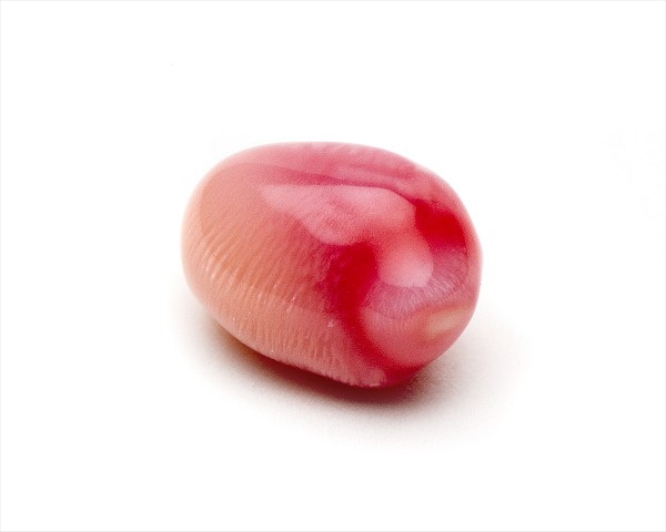 Conch Perlen